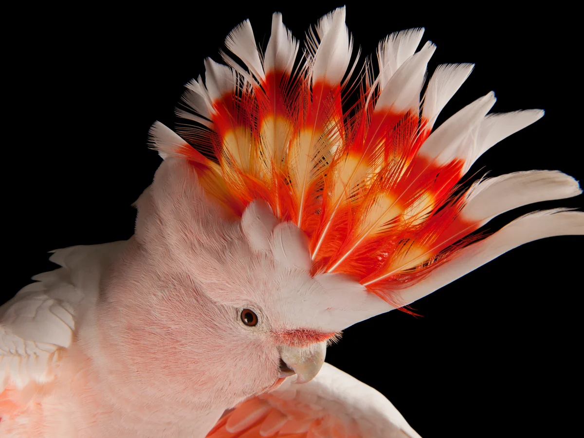 Parrots for Sale – Secure Purchase at Amazing Birds Farm