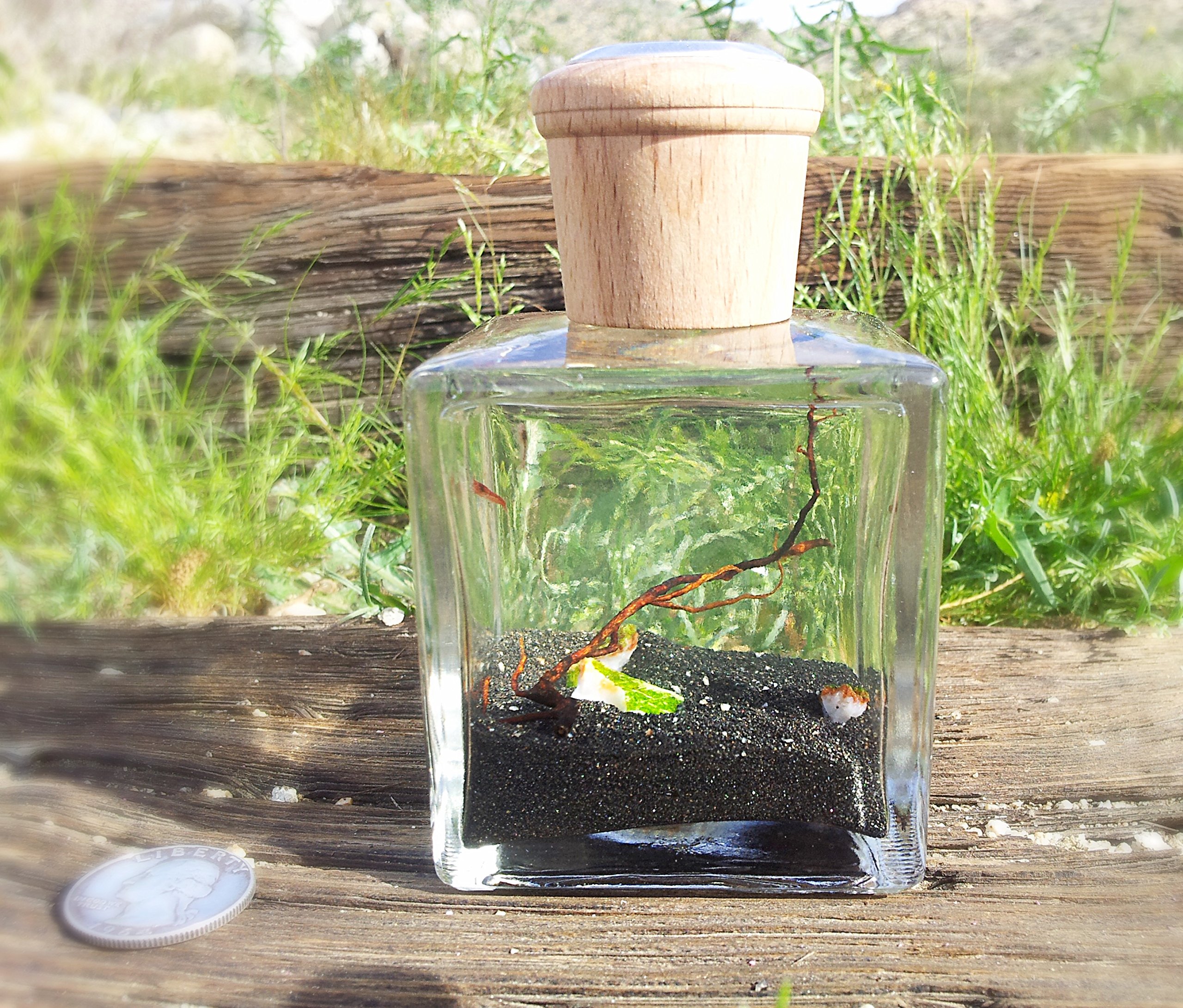 Shop Opae Ula and Start Your Shrimp Ecosystem Business