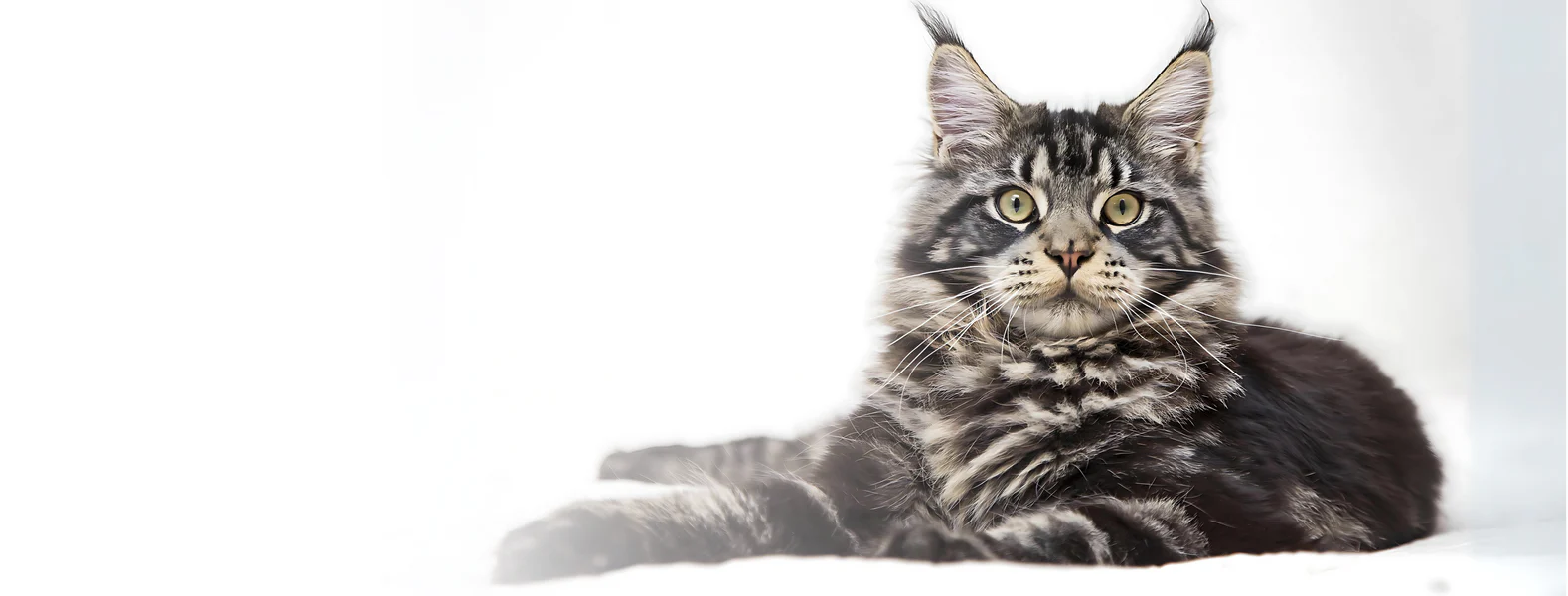 Maine Coon Kittens for Sale Northern California | Gentle Giants