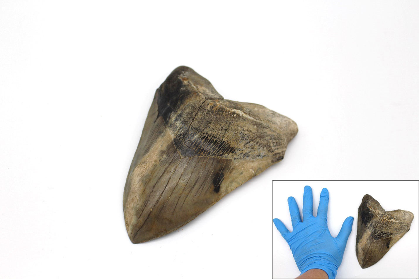 ADVANCED MEGALODON TOOTH BUYING GUIDE FOR SERIOUS COLLECTORS