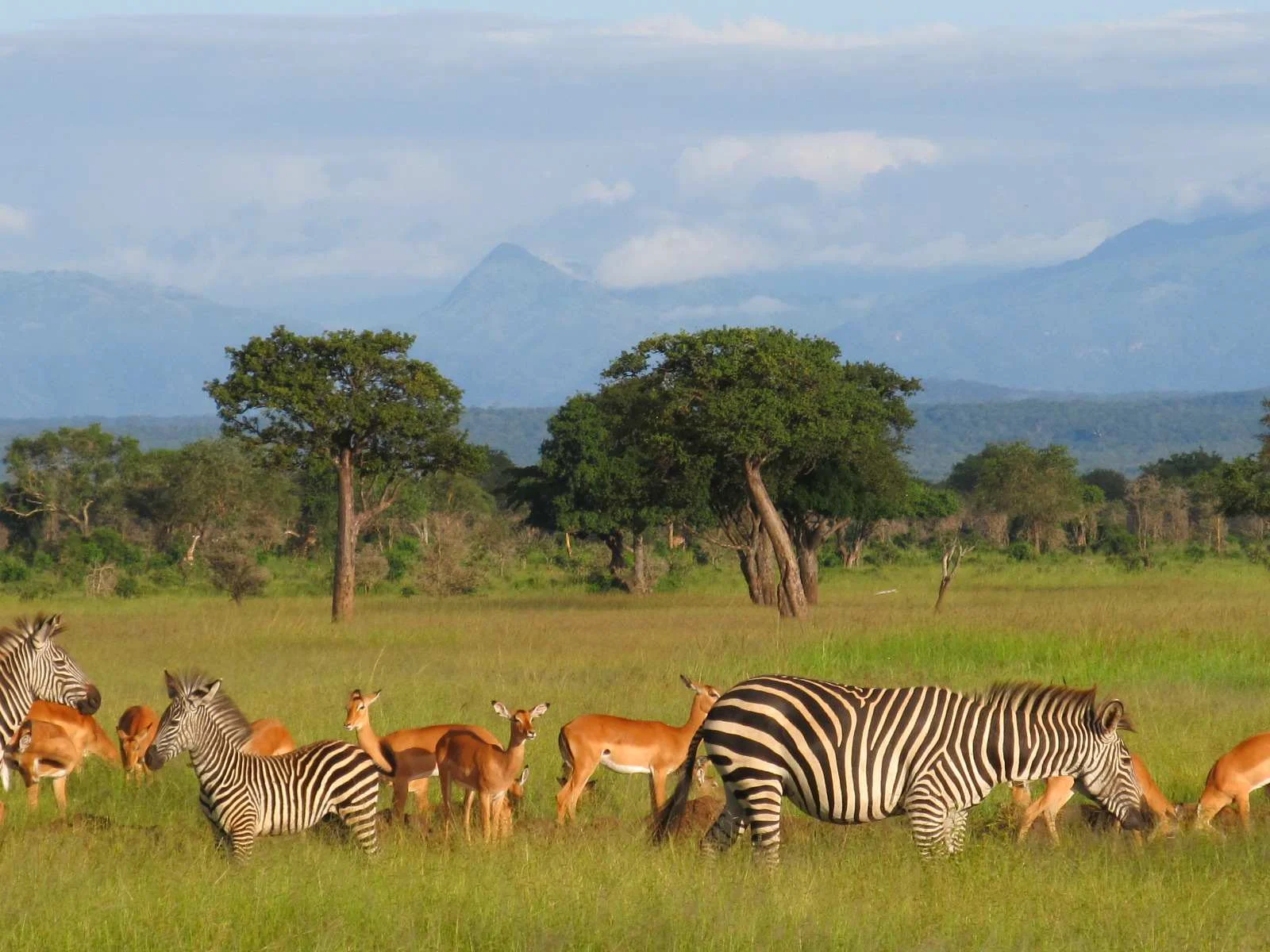 The Ultimate Mikumi National Park Tanzania Safari Experience with SafariBando