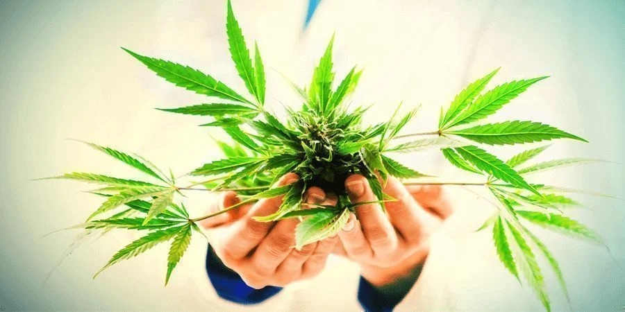 Explore Safe and Exclusive Hash Madrid Options with Clubs Cannabis Madrid