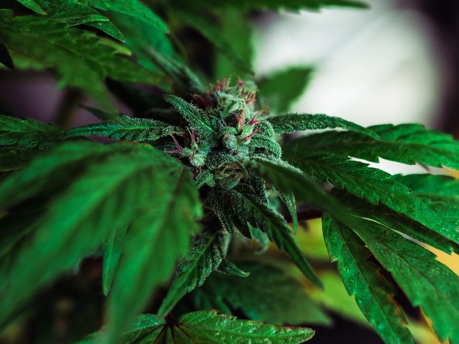 Donkey Butter Strain Heavy Potency at Bud Cargo – Always Fresh, Always Quality
