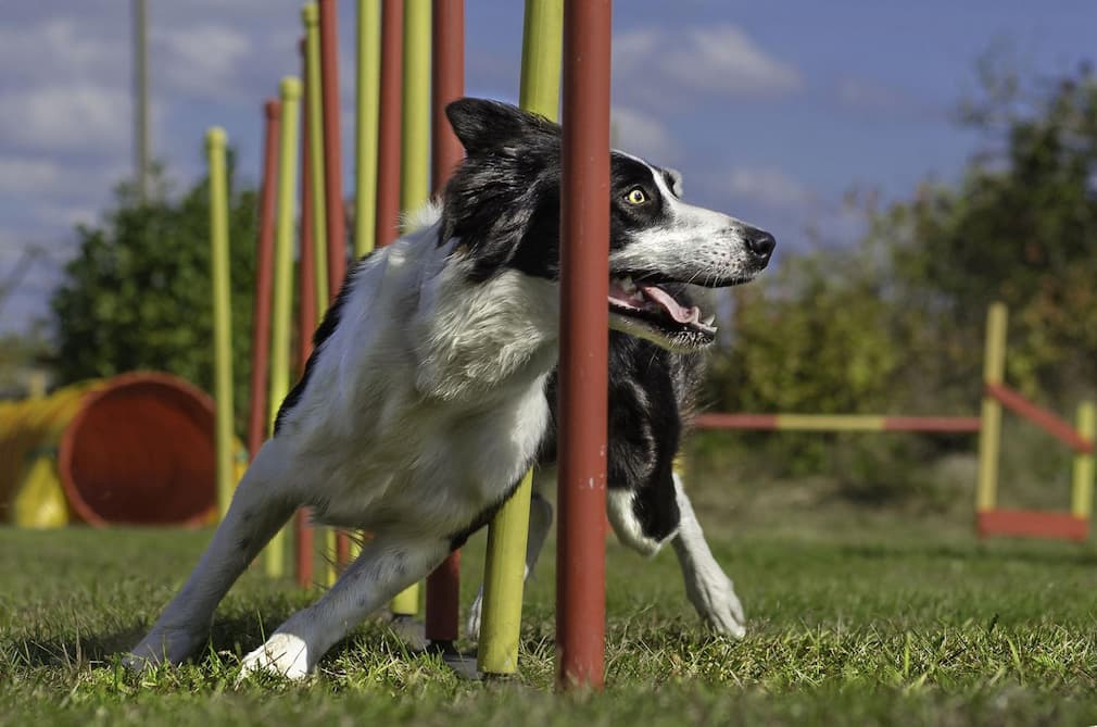 Expert Tips for Training a Dog on Dock Safely and Confidently