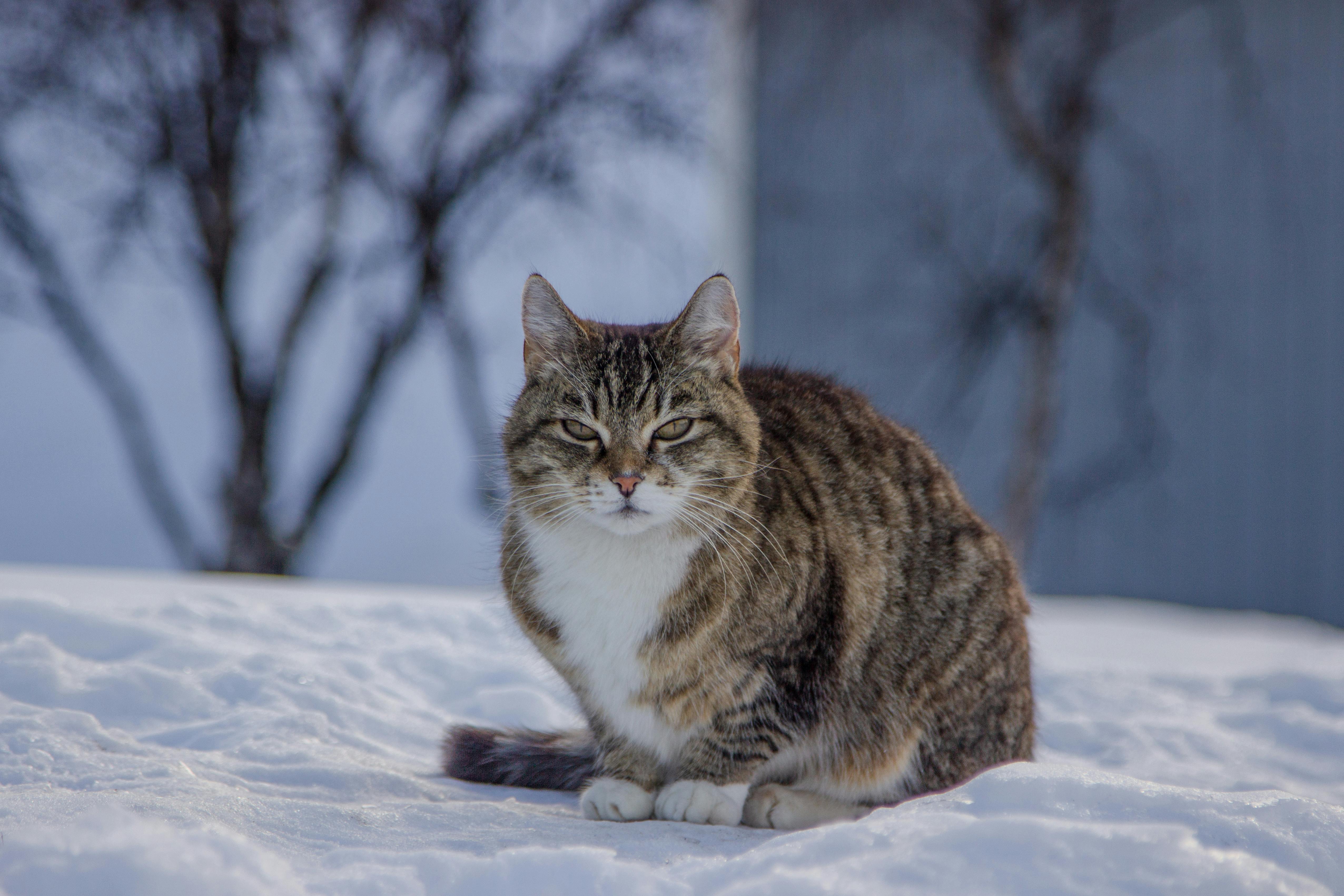 Maine Coon Kittens for Sale Sacramento – Visit Our Nearby Cattery