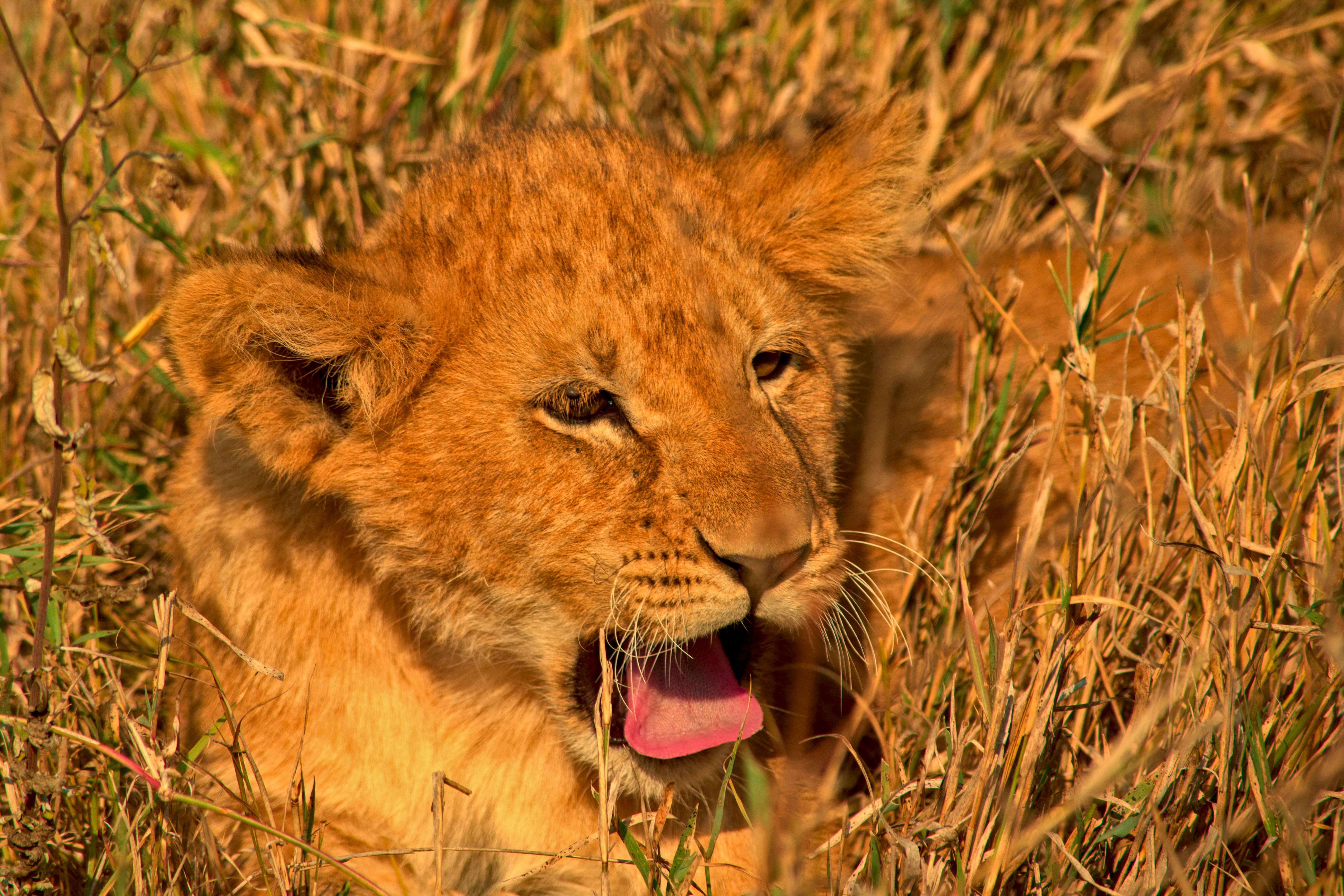 Adventure and Relaxation Combined on a Tanzania Safari
