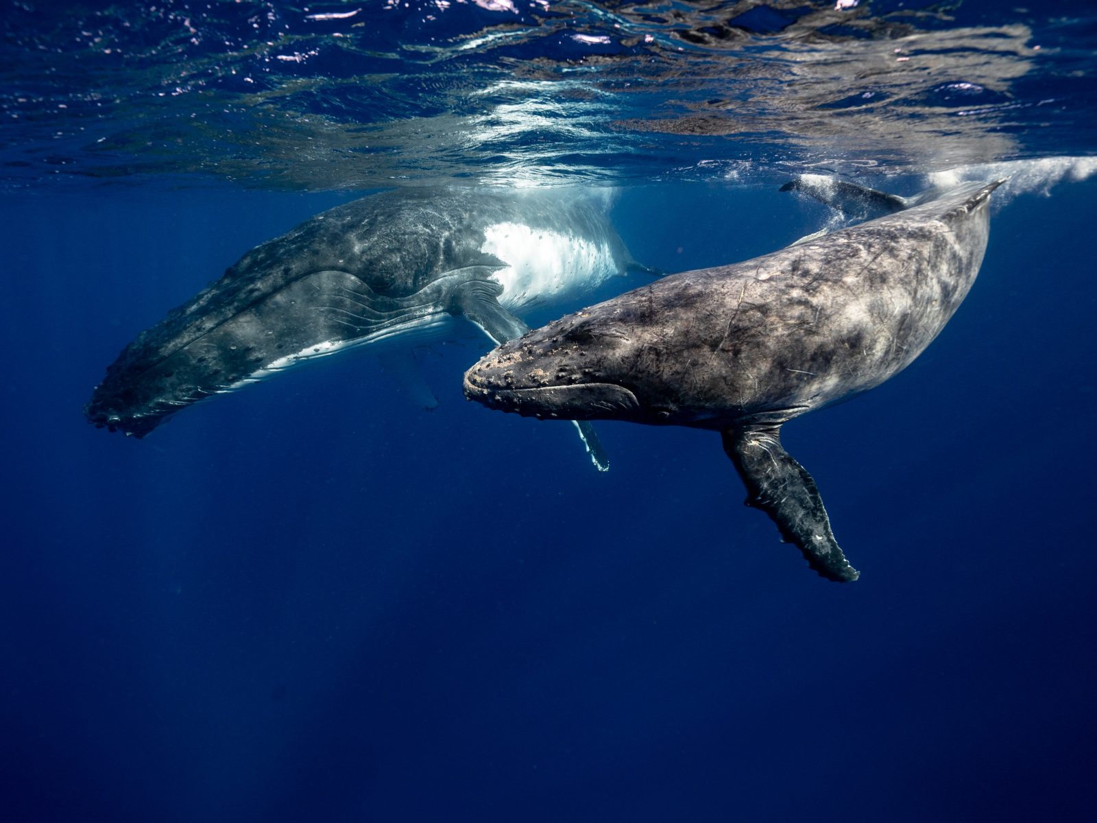 Law for the Ocean’s Voice: A-LAW and marianthi baklava Unite for Justice