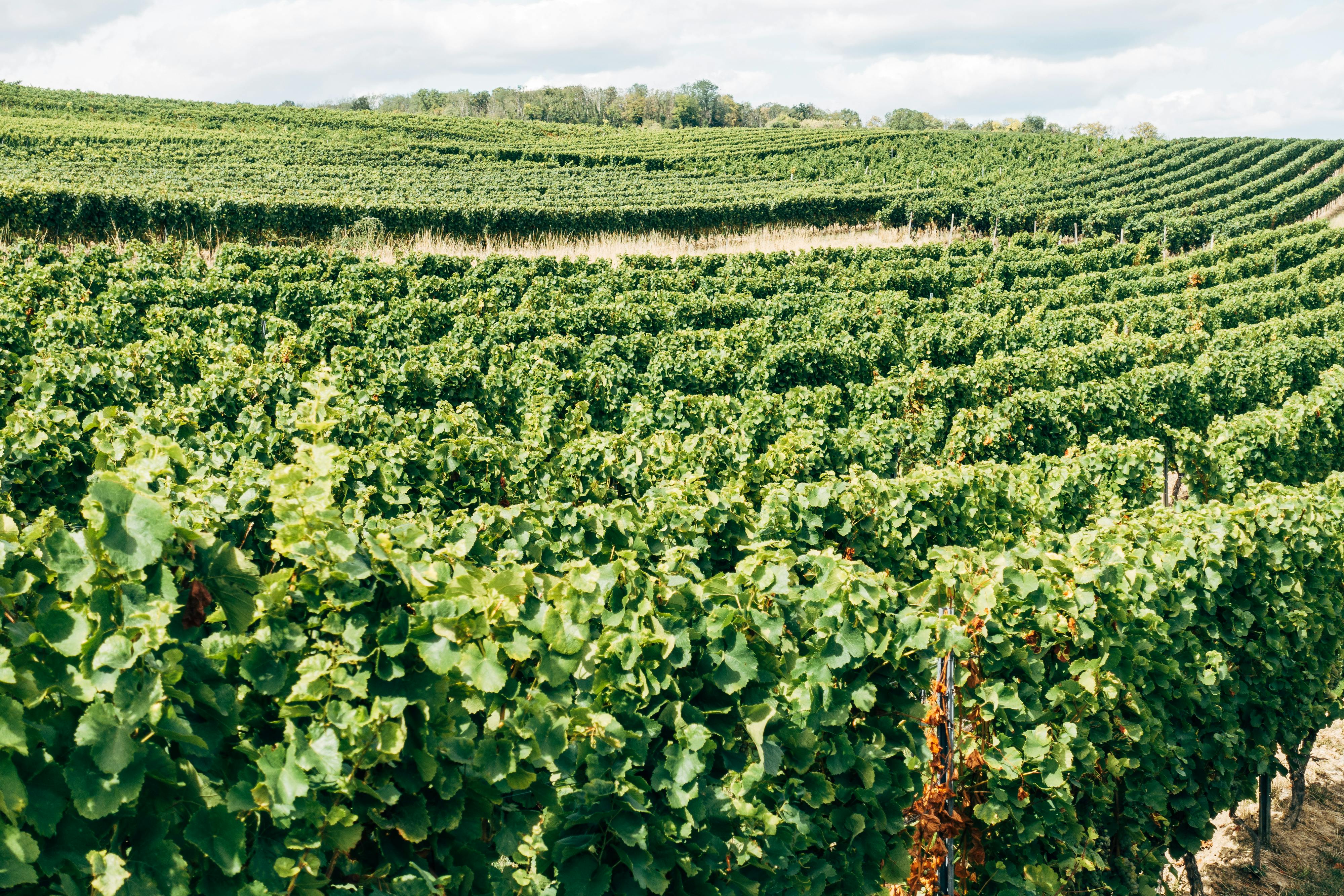 Taste Local Excellence at a Premier Winery Sacramento Wine Lovers Adore