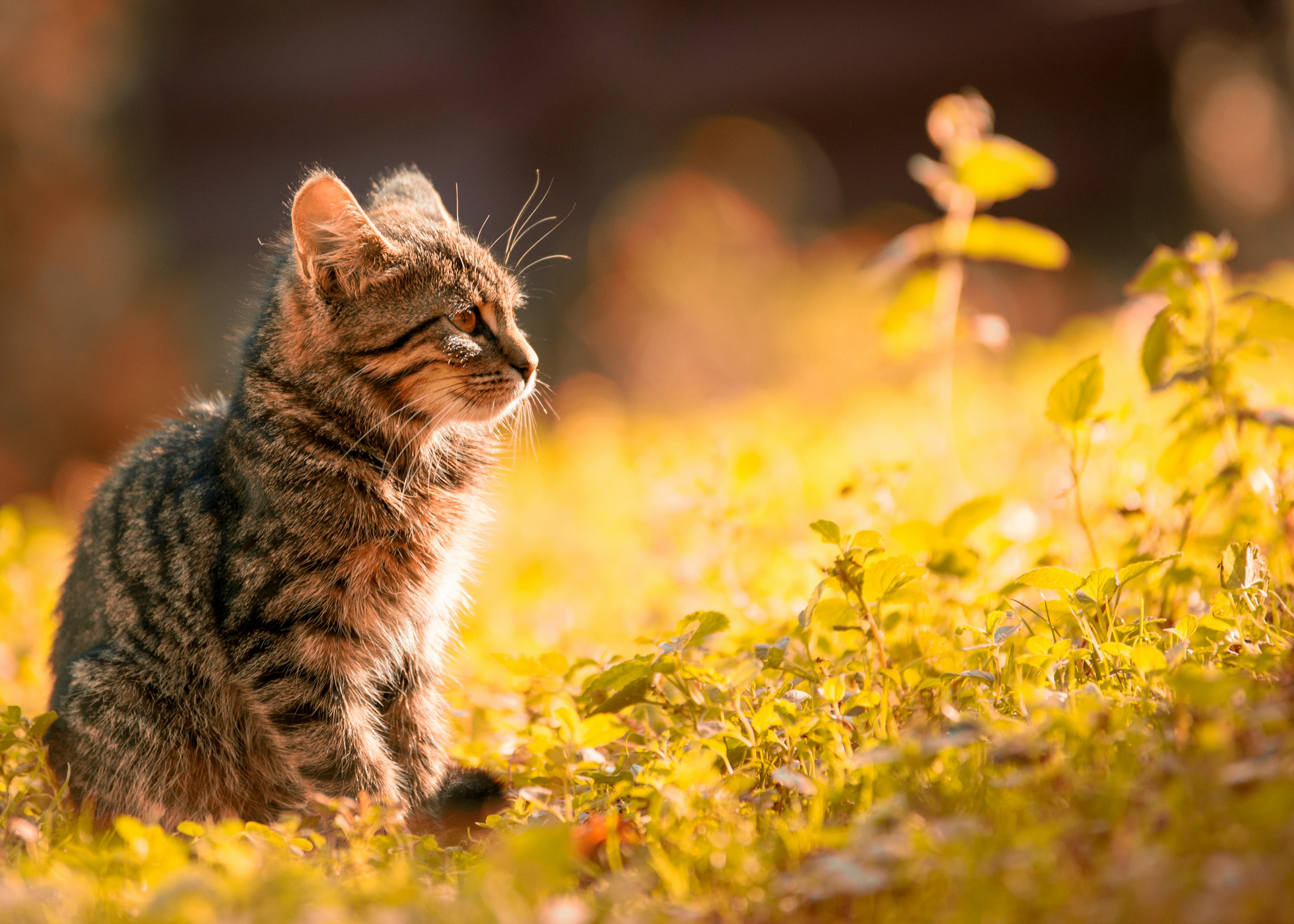 Maine Coon Kittens for Sale California: Visit Our Roseville Location