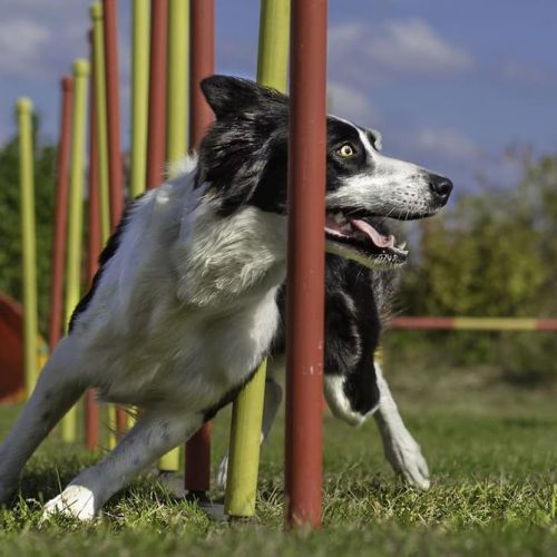 Expert Tips for Training a Dog on Dock Safely and Confidently