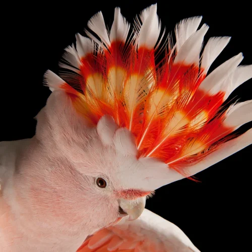 Parrots for Sale – Secure Purchase at Amazing Birds Farm